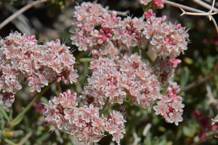 Eriogonum fasciculatum, Flat-top Buckwheat